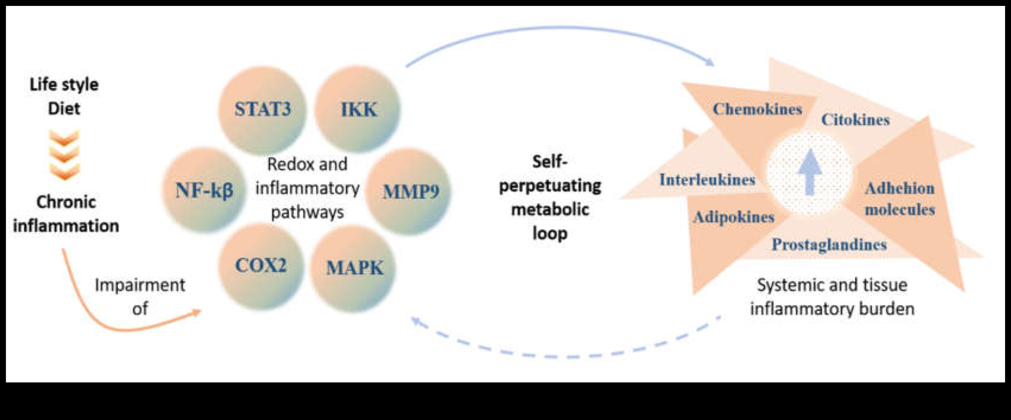 تأثير الأنظمة الغذائية قصيرة المدى على مستويات الالتهاب