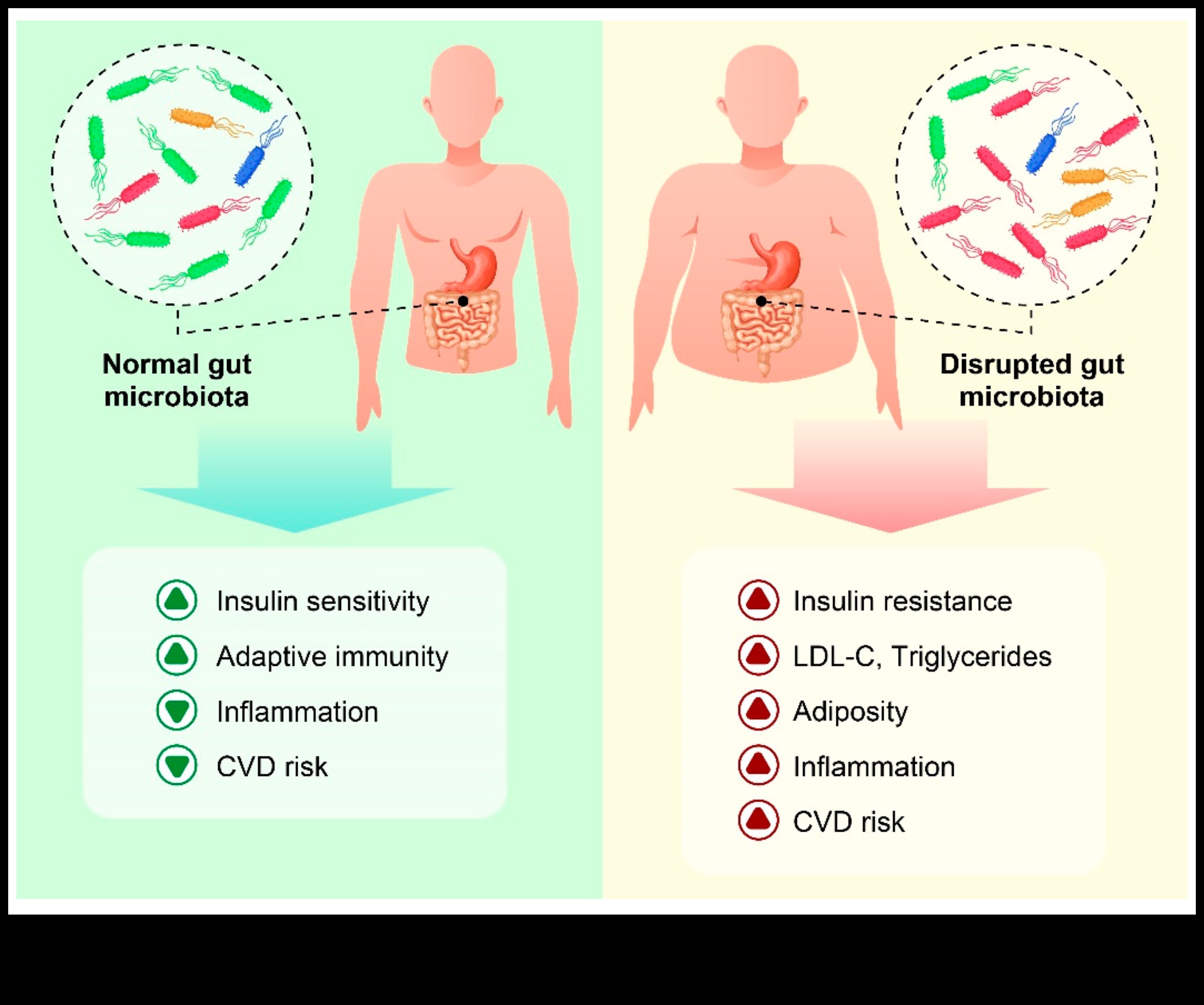 تأثير الأنظمة الغذائية قصيرة المدى على مستويات الالتهاب