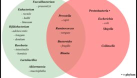 تأثير الأنظمة الغذائية قصيرة المدى على مستويات الالتهاب