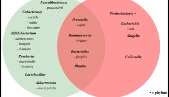 تأثير الأنظمة الغذائية قصيرة المدى على مستويات الالتهاب