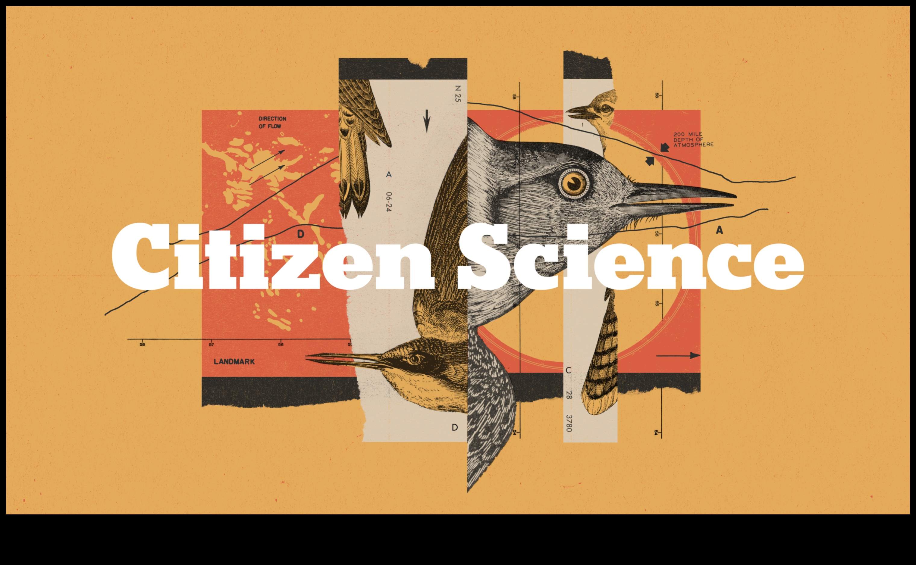 تابع تطبيقات الطيور: تعظيم تجربة مراقبة الطيور الخاصة بك