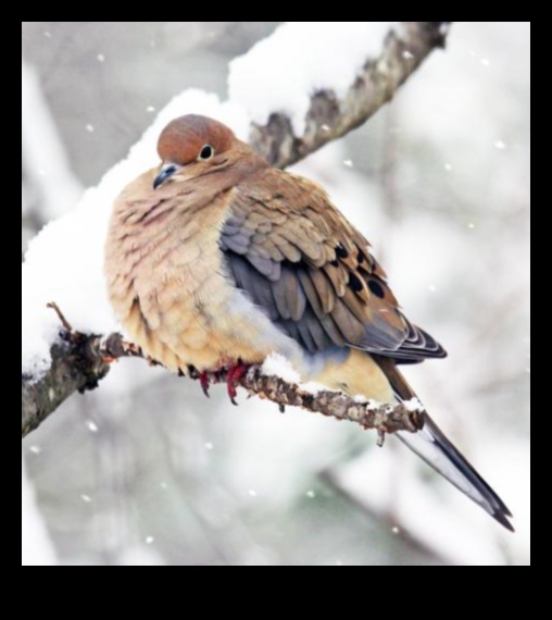 تابع الأصدقاء الريش: الطيور ذات التكيفات الفريدة من أجل البقاء