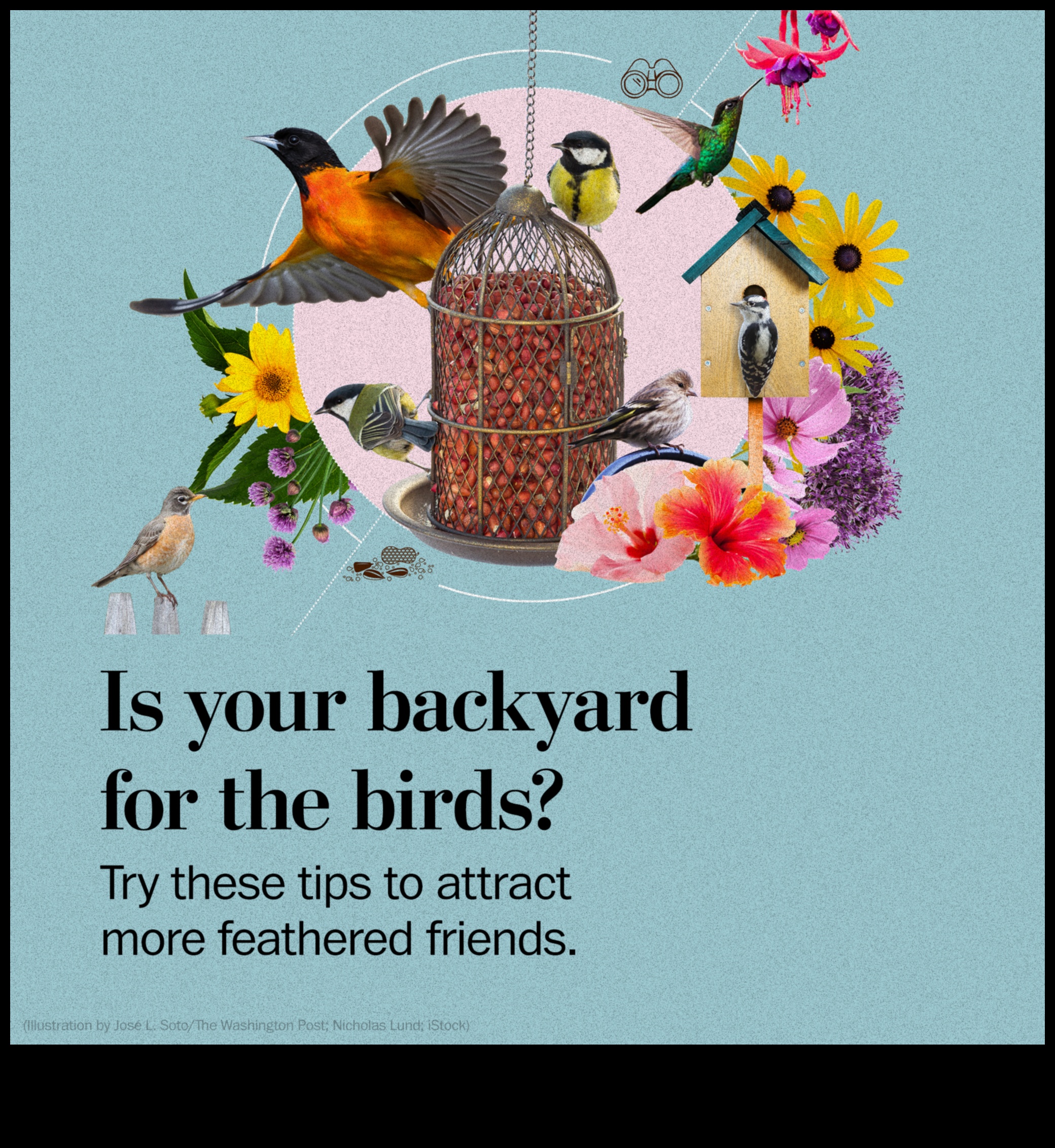 حيل الطيور: نصائح وحيل لتجربة محسنة لمراقبة الطيور