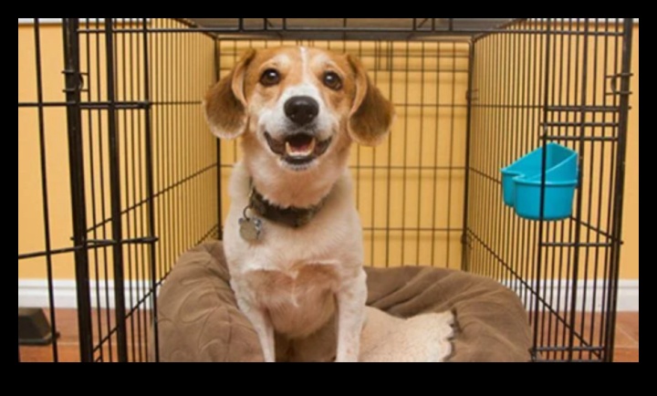 الأبوة والأمومة جرو: تربية رفيق الكلاب حسن التصرف