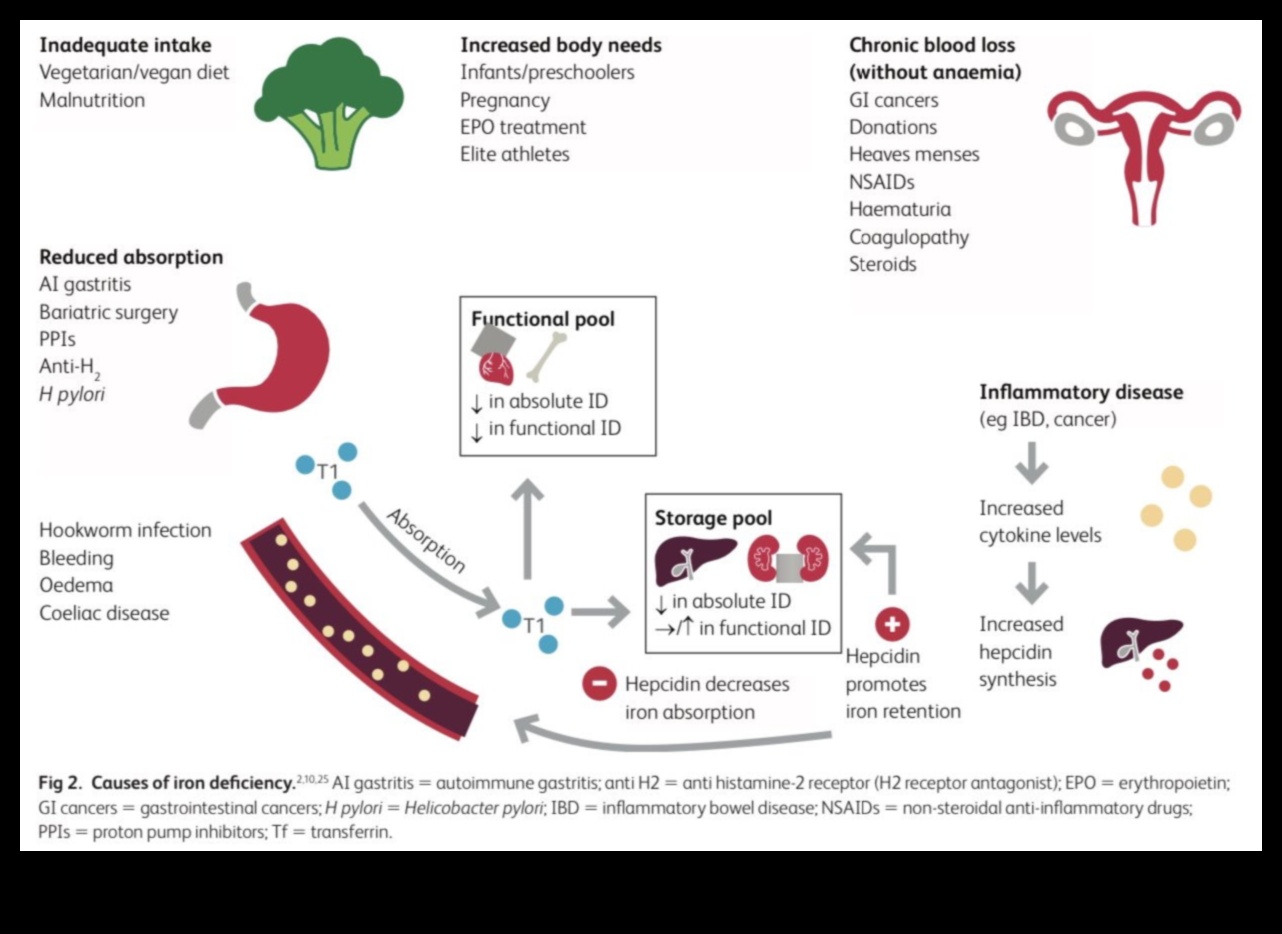 النظام النباتي وامتصاص الحديد: تعزيز التوافر الحيوي للمغذيات