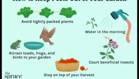 الدفاع عن الحلم: استراتيجيات إدارة آفات الحديقة