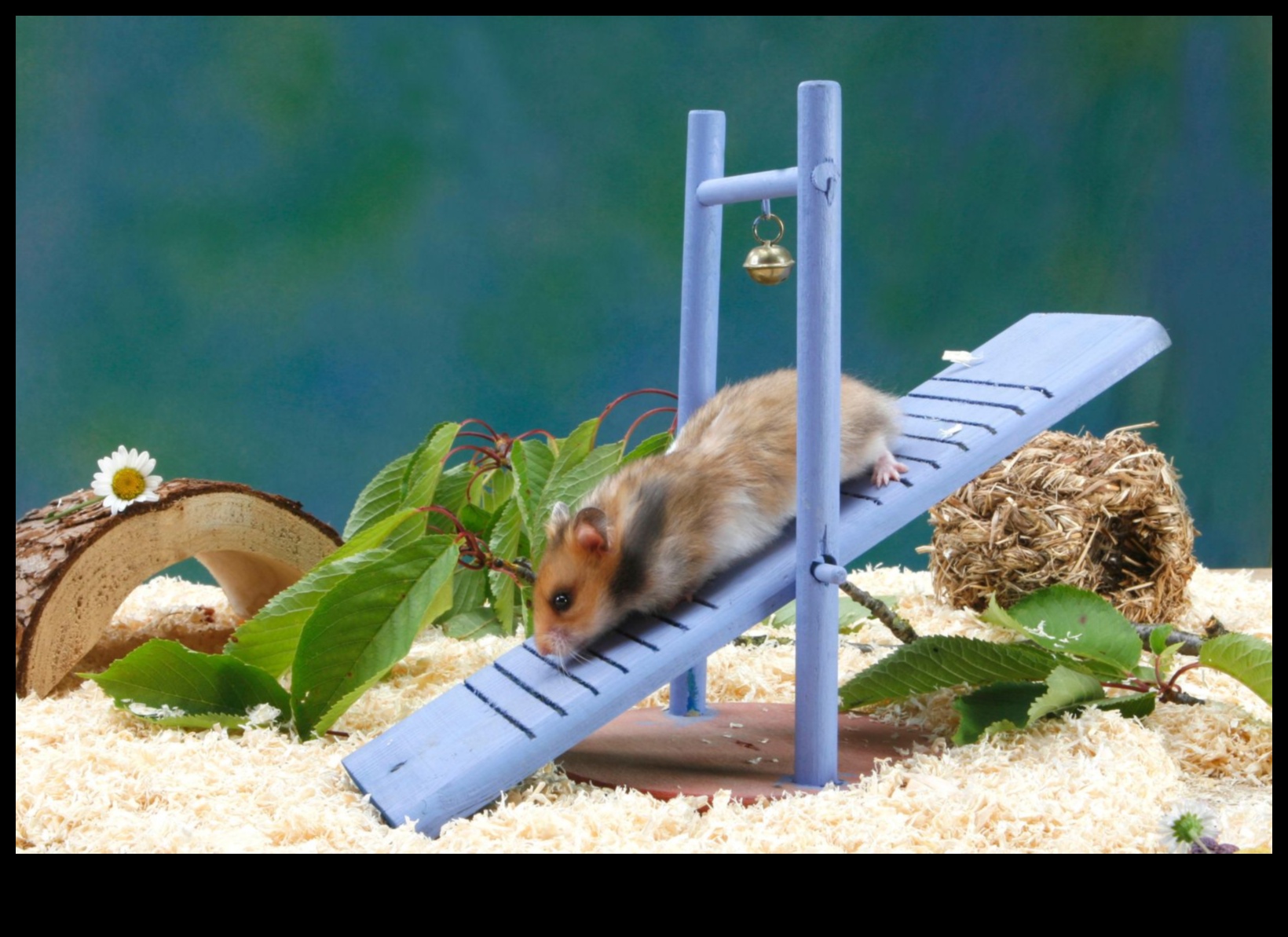 الراحة المنسقة: اختيار الفراش لسعادة الهامستر