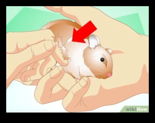 متابعة مراقبة صحة الهامستر: التعرف على علامات الانزعاج