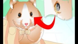 متابعة مراقبة صحة الهامستر: التعرف على علامات الانزعاج