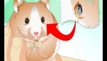 متابعة مراقبة صحة الهامستر: التعرف على علامات الانزعاج