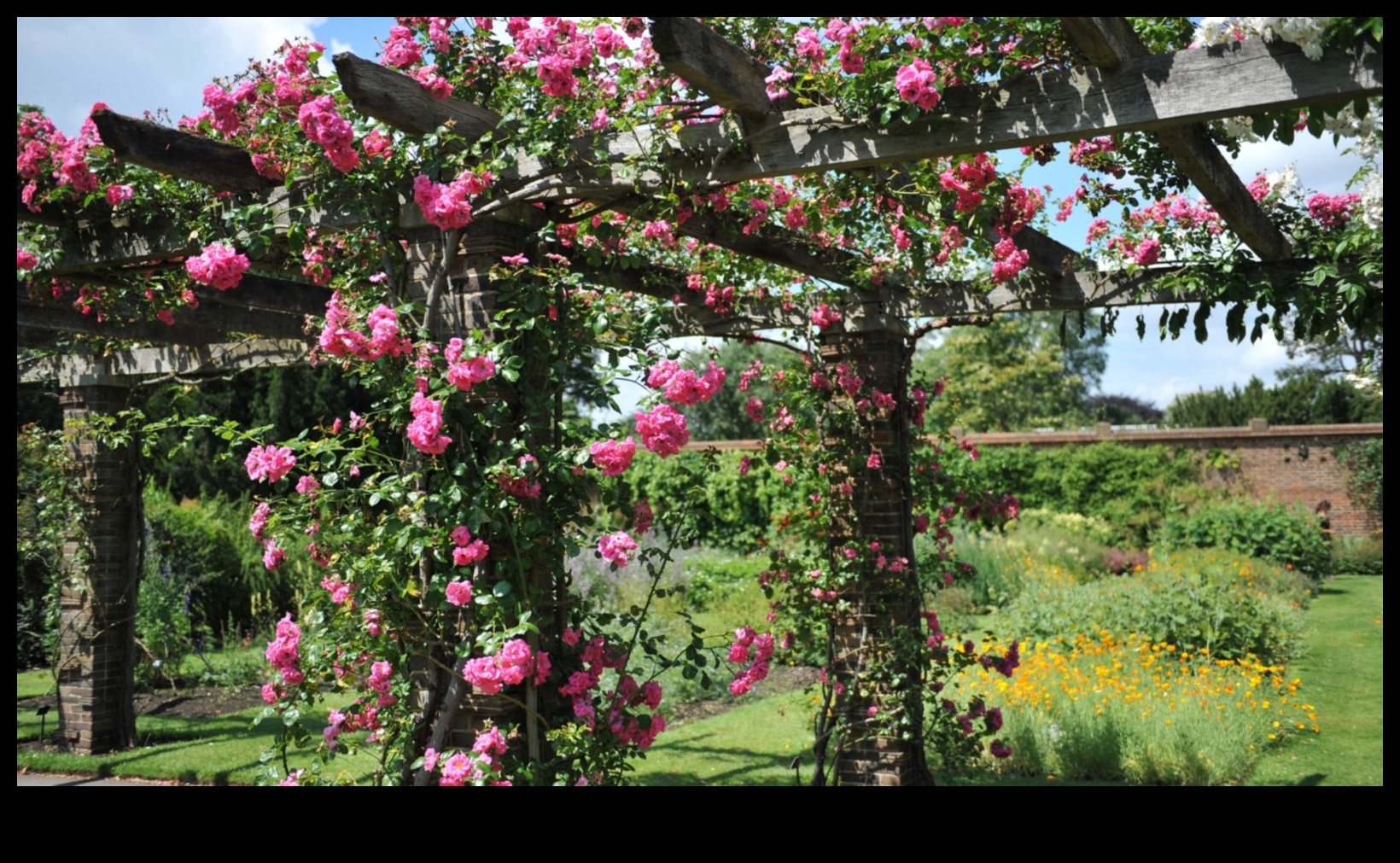 التسلق إلى الزهرة: إلهامات البستنة العمودية