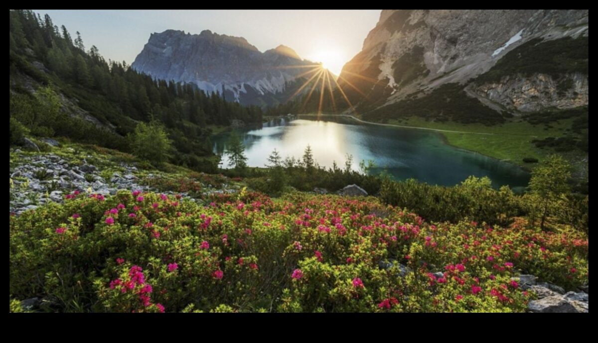 غناء الطبيعة: غرس الفن في واحتك الخارجية