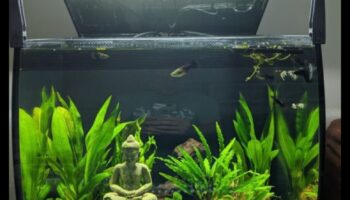 زينة حوض السمك: اللمسات النهائية لحوض السمك الأنيق