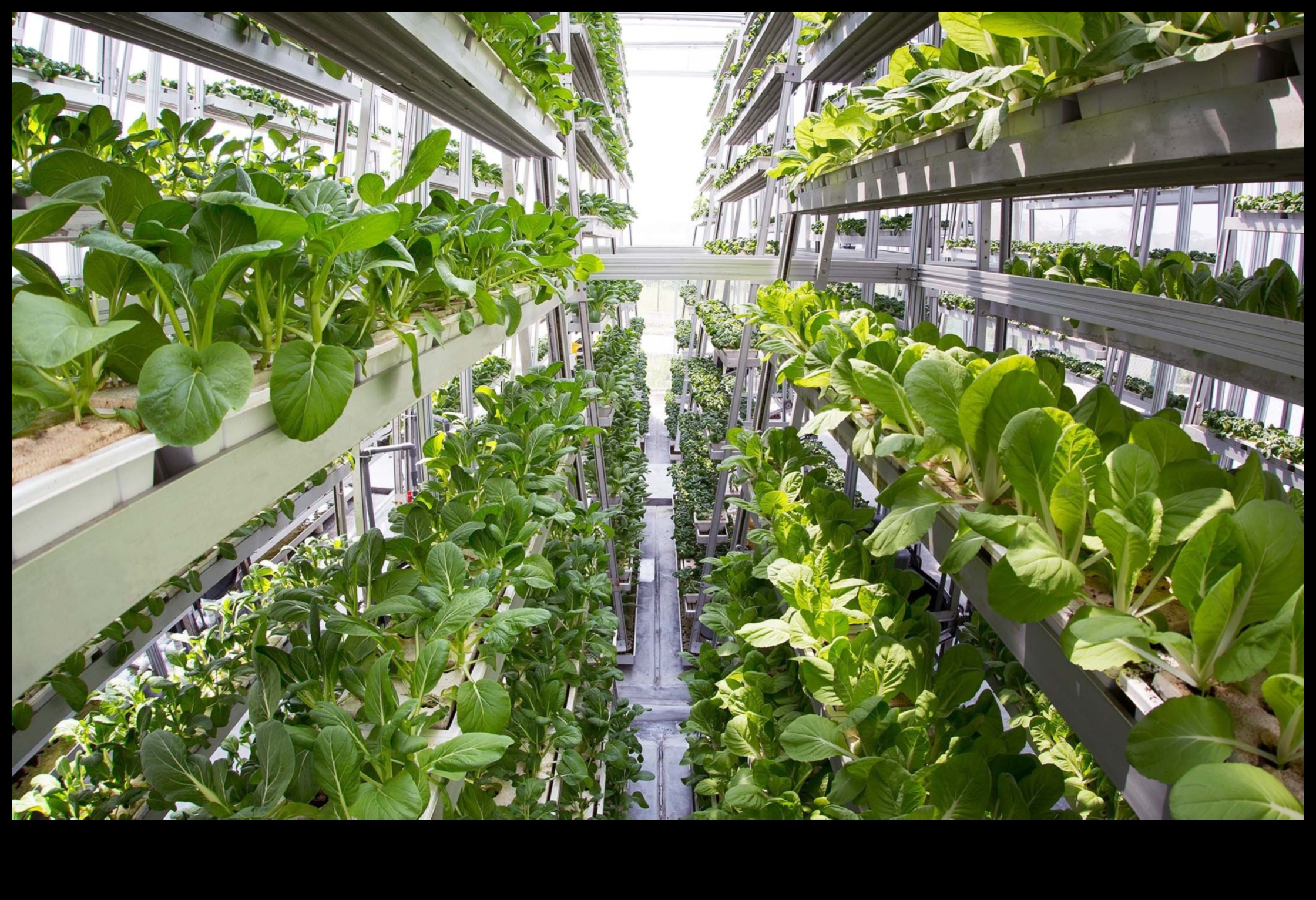 التجوال الريفي: الهجينة كأدوات أساسية في الزراعة والزراعة