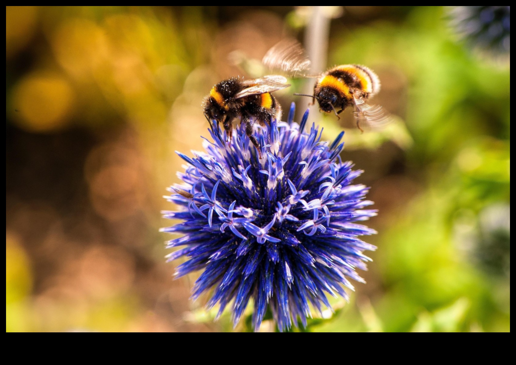 الجنة المقاومة للآفات: استراتيجيات لحديقة مزهرة