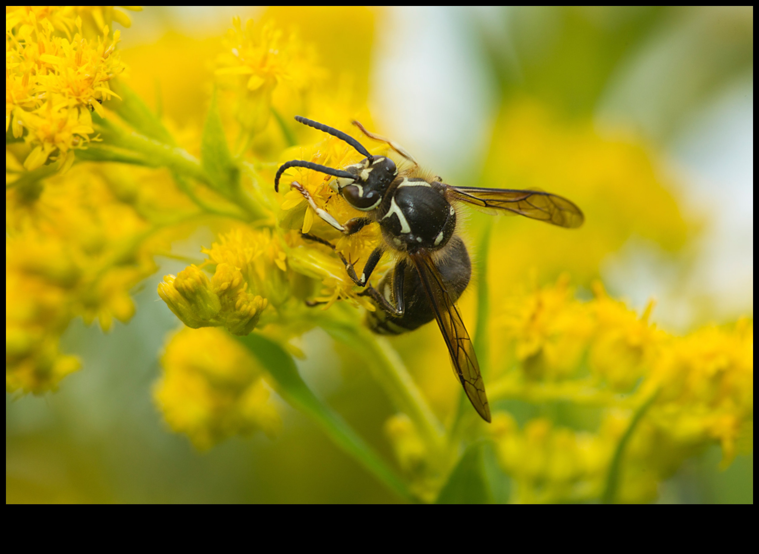 الجنة المقاومة للآفات: استراتيجيات لحديقة مزهرة