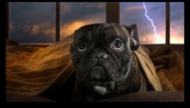 راحة الكلاب أثناء العواصف: تخفيف القلق في الطقس الرعد