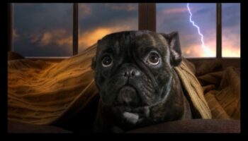 راحة الكلاب أثناء العواصف: تخفيف القلق في الطقس الرعد