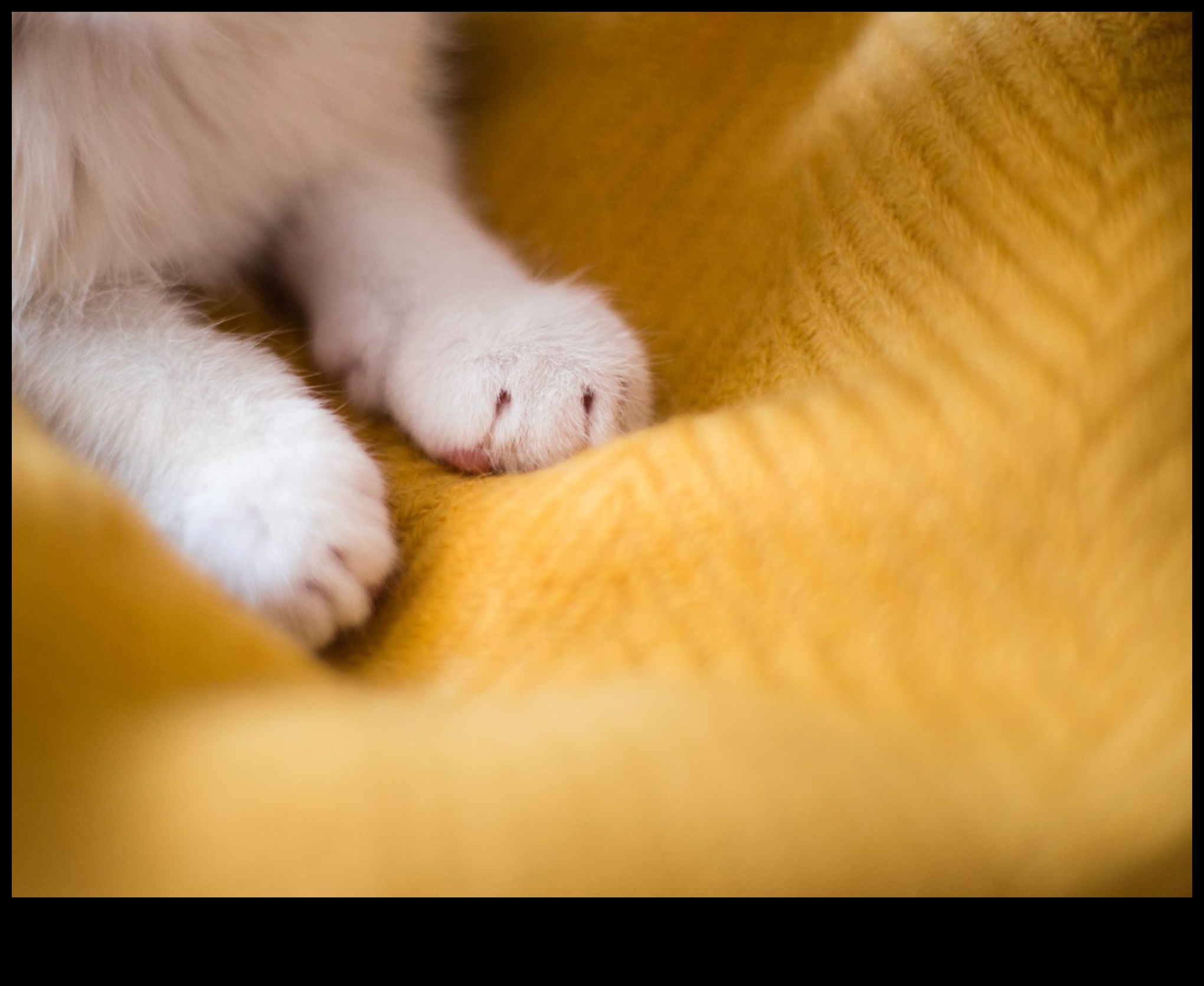 لحظات العجن: فهم السلوك الغريب لعجن القطط