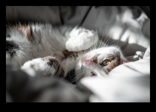 لحظات العجن: فهم السلوك الغريب لعجن القطط