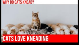 لحظات العجن: فهم السلوك الغريب لعجن القطط