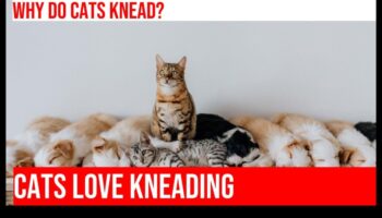 لحظات العجن: فهم السلوك الغريب لعجن القطط