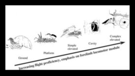 مساكن الطيور: فهم أنواع مختلفة من أعشاش الطيور