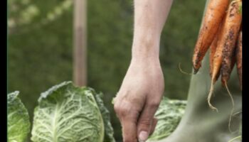 زرع لتنمو: إتقان فن البستنة العضوية