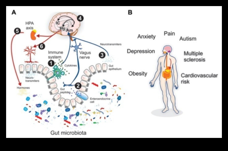 باليو وميكروبيوم الأمعاء: تفاعل ديناميكي