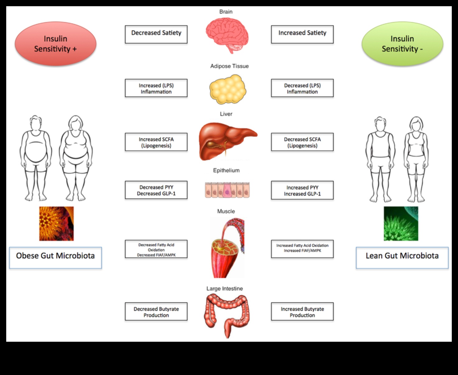 باليو وميكروبيوم الأمعاء: تفاعل ديناميكي