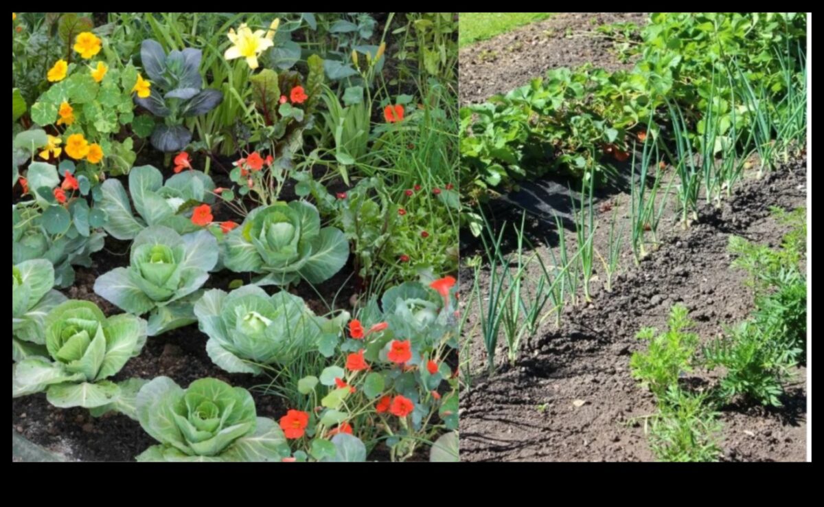 الانسجام المصاحب: صياغة الاقتران المثالي لحديقتك