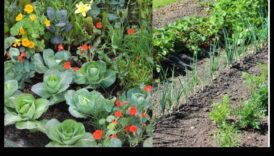 الوحدة المصاحب فن إقران المحاصيل لحديقة رائعة وفيرة 6 الانسجام المصاحب: صياغة الاقتران المثالي لحديقتك