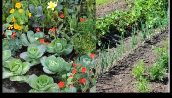 الانسجام المصاحب: صياغة الاقتران المثالي لحديقتك