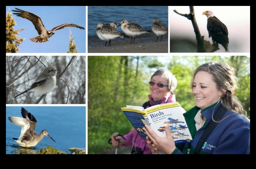 مسابقات الطيور: تحديات ودية لمراقبي الطيور المتعطشين