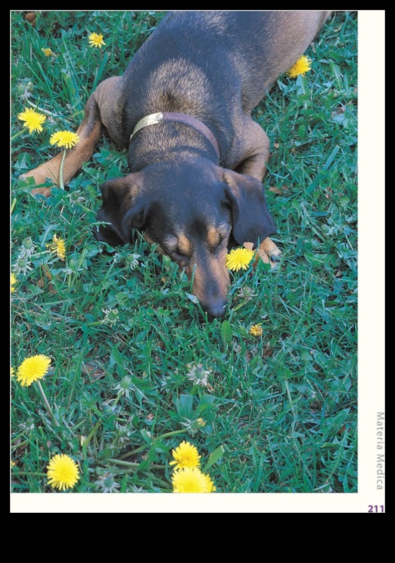 السعادة العشبية: استكشاف العلاجات الطبيعية لأمراض الحيوانات الأليفة 3 السعادة العشبية: استكشاف العلاجات الطبيعية لأمراض الحيوانات الأليفة