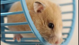 استمرار سلامة عجلة الهامستر: الصيانة الدورية والفحوصات