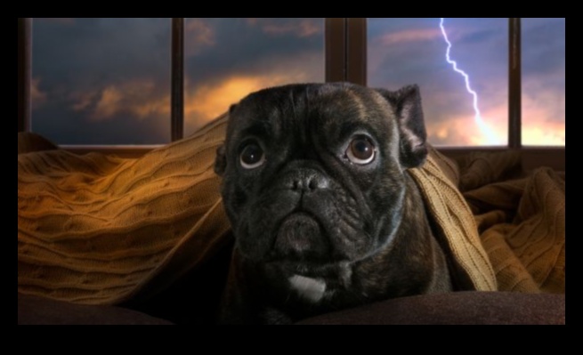 راحة الكلاب أثناء العواصف: تخفيف القلق في الطقس الرعد