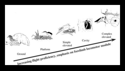 مساكن الطيور: فهم أنواع مختلفة من أعشاش الطيور